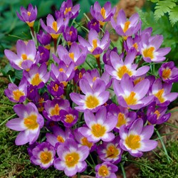 Crocus sieberi Tricolor