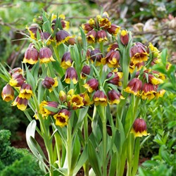 Fritillaria michailovskyi - Fritillaries
