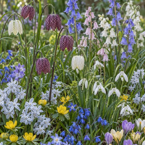 Garden Mix 125 Flowerbulbs