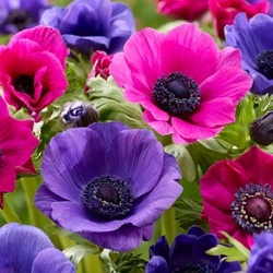 Purple and Pink Anemone Mix - Anemone