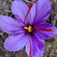 Saffron Crocus -  - Crocus sativus Large Pack XL