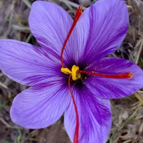 Saffron Crocus -  - Crocus sativus Large Pack XL