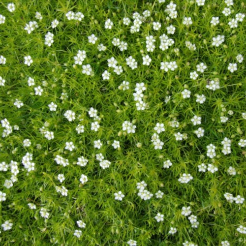 Sagina subulata - Heath pearlwort lawn