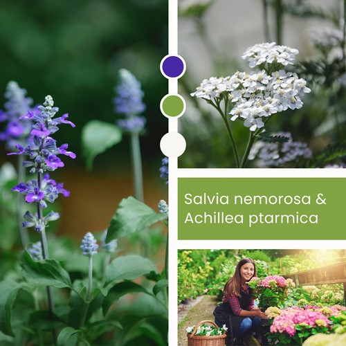 Plant Mix Salvia & Achillea