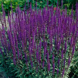 Sage Caradonna - Salvia nemorosa (Three-pack)