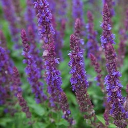Sage Ostfriesland - Salvia Nemorosa (Three-pack)