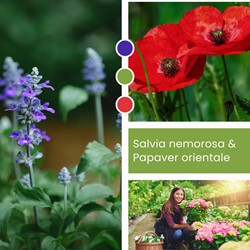 Plant Mix Salvia nemorosa & Papaver orientale