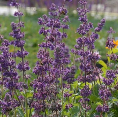 Salvia verticillata Purple Rain – Lilac sage