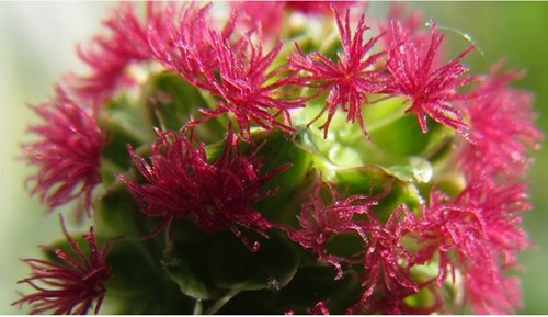 Salad Burnet Small Pimpernel - Sanguisorba minor