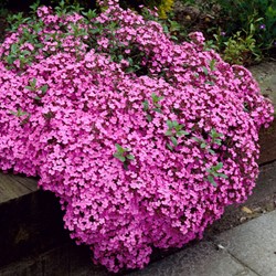 Rock Soapwort Rose-Pink - Saponaria Ocymoïdes
