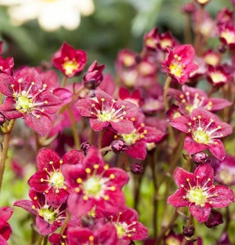 Saxifraga Arendsii Purpurteppich - Saxifrage