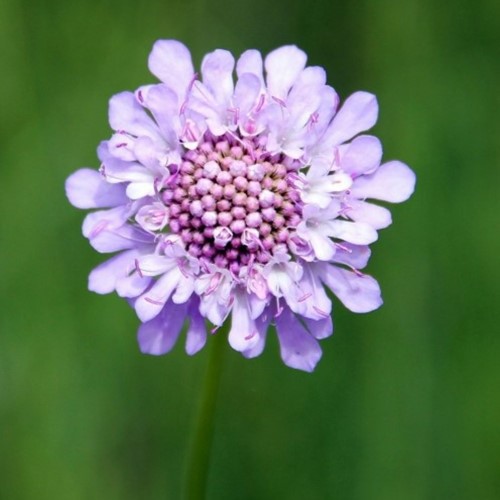 Scabiosa caucasica Perfecta - Scabious