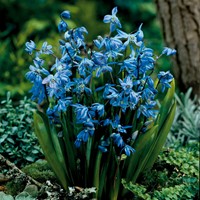 Scilla Siberica - Siberian Squill (Large Pack)