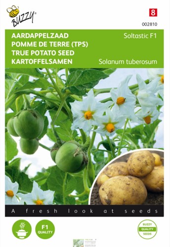 Seed potato Soltastic F1 - Solanum tuberosum