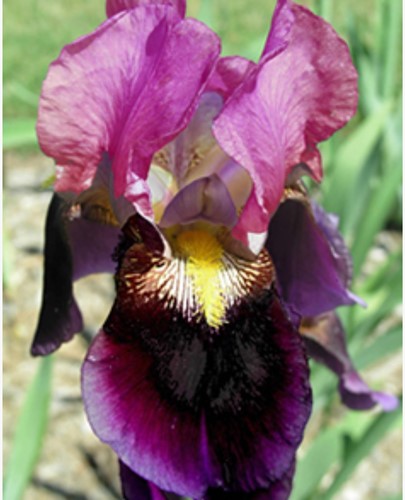 Iris Germanica Sen Lac - Bearded Iris (Three-pack)