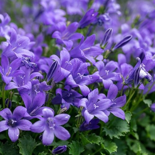 Campanula Poscharskyana Stella