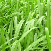 Ornamental Grass Sedge Irish Green - Carex foliosissima