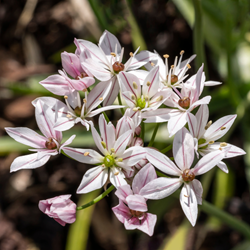 Allium Cameleon - Sierui