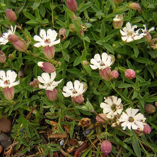 Sea campion - Silene maritima