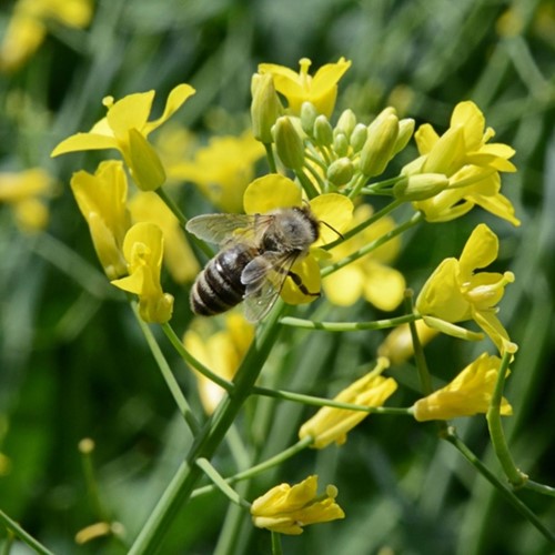 Mustard, yellow / white (Sinapis alba) 1KG-2