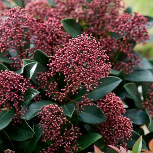 Skimmia japonica - Japanese skimmia