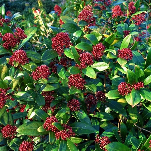 Skimmia japonica Rubella