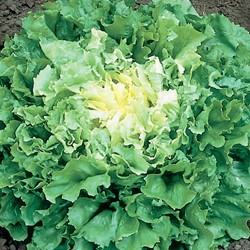 Endive Batavian, Nuance EKO