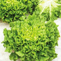 Endive Batavian, Avantgarde Winter