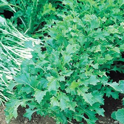 Turnip-tops Namenia EKO