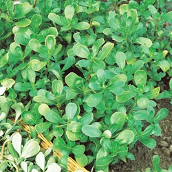 Purslane green EKO - Portulaca