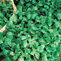 Purslane Winter, Miner's Lettuce Cuban Spinach