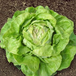 Lettuce Butterhead May Queen EKO