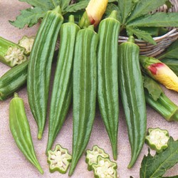 Lady's fingers Okra