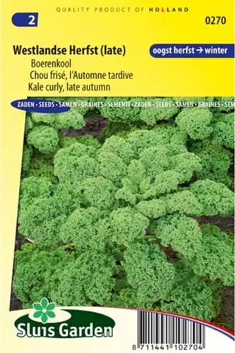 Boerenkool Westlandse Herfst (late varieteit)-2