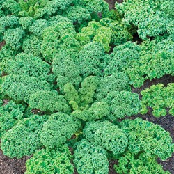 Curly Kale half green curled