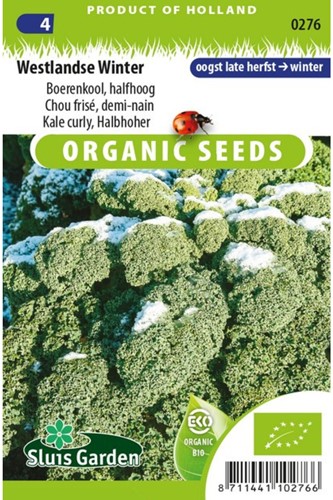 Curly Kale Winter EKO (Westlandse Winter)-2