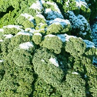 Curly Kale Winter EKO (Westlandse Winter)
