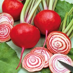 Beetroot Candystrip Chioggia