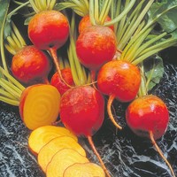 Gele Bieten Burpee's Golden