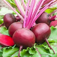 Beetroot, Red Gardenbeet Egyptian flat round EKO