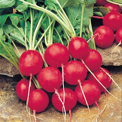 Radish Saxa 2 - Raphanus