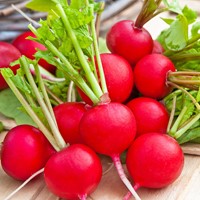Radish Raxe, red round EKO - Raphanus