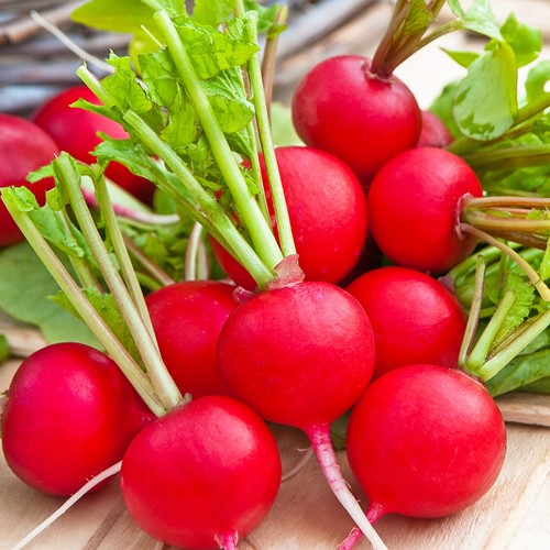 Radish Raxe, red round EKO - Raphanus