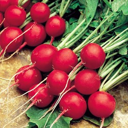 Radish Celesta F1 - Raphanus