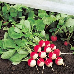 Radish National 3 (half red/white) - Raphanus