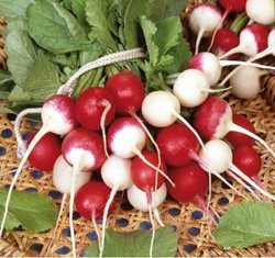 Radish round varieties mix - Raphanus