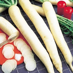 Radish Minowase Summercross F1 (Raphanus Sativus)