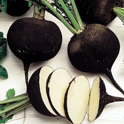 Radish Black Spanish Winter