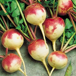 Turnip Bicolor, De Nancy