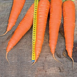Carrot Autumn King 2, improved selection EKO